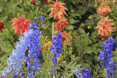 Close-up of multi colored flowers blooming outdoors