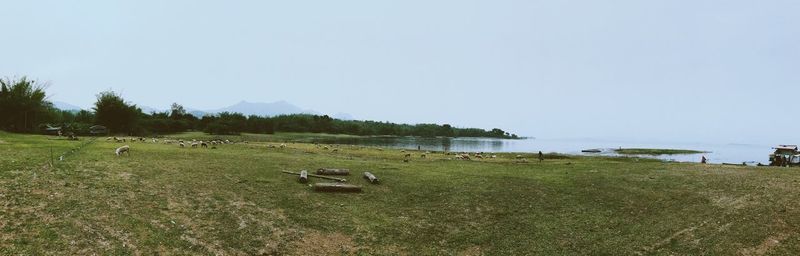 Scenic view of grassy field against clear sky