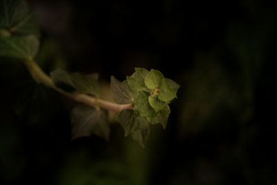 Close-up of plant against black background