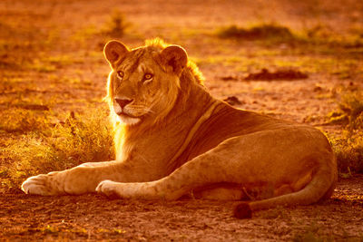 Backlit male lion lies on bare earth