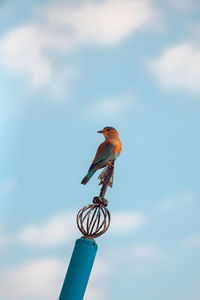 Low angle view of bird perching on the sky