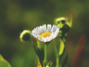 Close-up of white flower