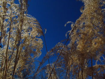 Low angle view of trees against blue sky