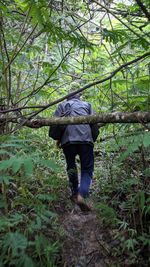 Rear view of man walking in forest