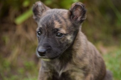 Close-up portrait of dog on field