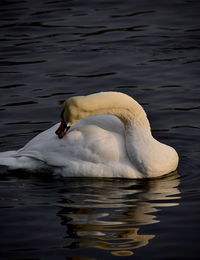 View of swan swimming in lake