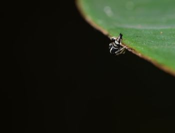 Close-up of insect