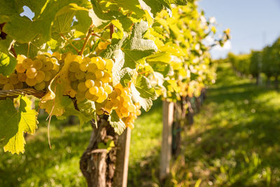 Close-up of grapes growing in vineyard