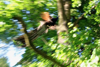 Blurred motion of bird flying against trees