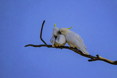 Low angle view of bird against clear blue sky