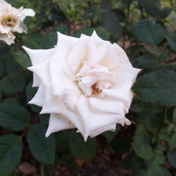 Close-up of flower blooming outdoors