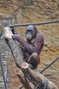 Orangutan on dead tree in zoo