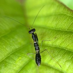 Close-up of insect on leaf