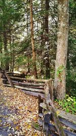 Trees in forest during autumn