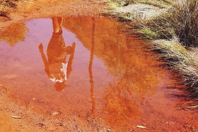 Reflection of trees in puddle