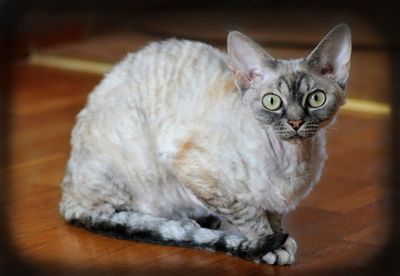 Close-up portrait of a cat