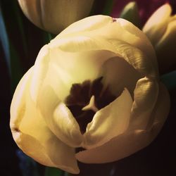 Close-up of flower