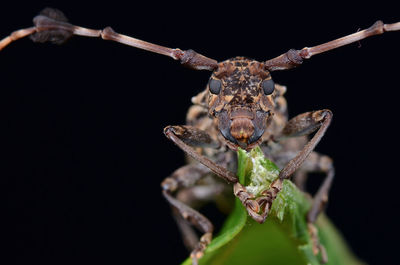 Close-up of insect on leaf against black background