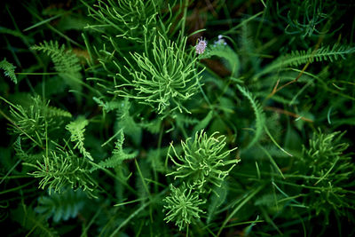 High angle view of green plant