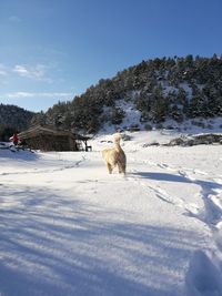 Dog on snow covered land against sky