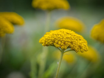 Close-up of yellow flowers blooming outdoors