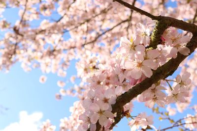 Low angle view of cherry blossoms in spring