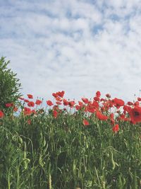 Red flowers blooming in field