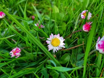 High angle view of purple flowering plant on field