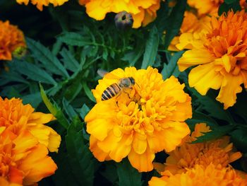 Close-up of bee on yellow flowers