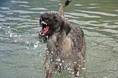 Dog on water