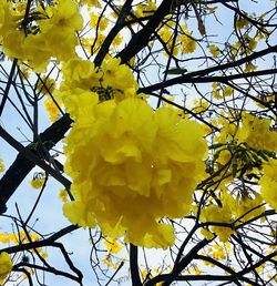 Low angle view of yellow flowering plant