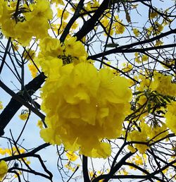 Low angle view of yellow flowering plant