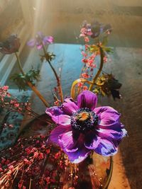 High angle view of purple flowering plant