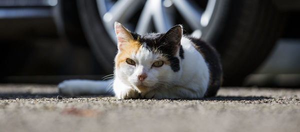 Close-up portrait of cat