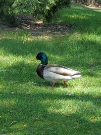 Duck on a field