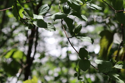 Low angle view of plant growing on tree