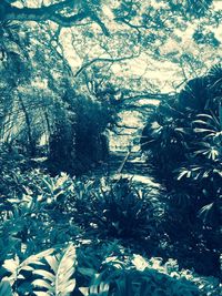 Close-up of flower tree