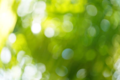 Defocused image of tree