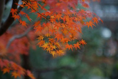 Close-up of maple tree during autumn