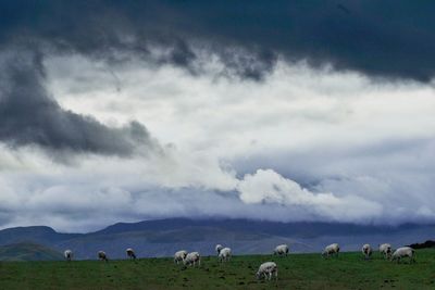 Flock of sheep grazing in a field