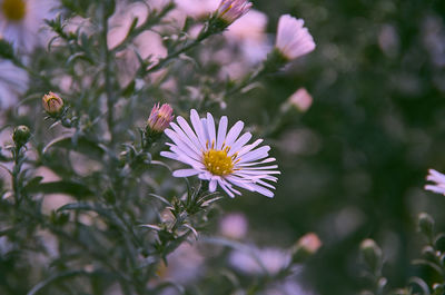 Close-up of purple flowering plant