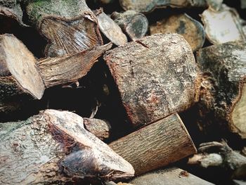 Close-up of logs in forest