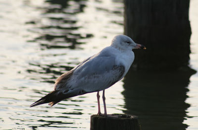 Close-up of seagull perching on wooden post