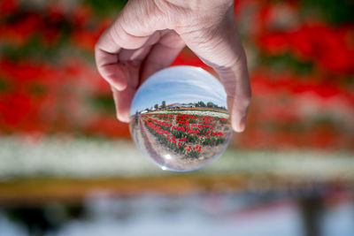 Close-up of person holding crystal ball against red flowers on field
