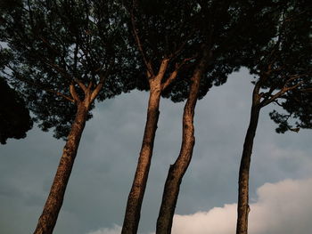 Low angle view of trees against sky in forest