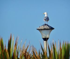 Seagull perching on a plant against sky