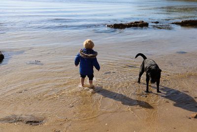 Rear view of two dogs on beach