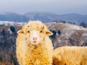 Close-up portrait of sheep on mountain against sky