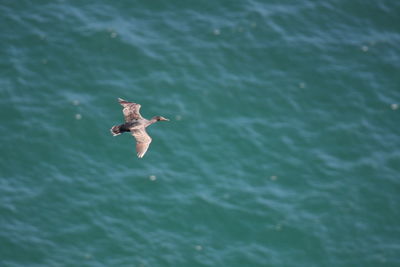 High angle view of bird flying over sea
