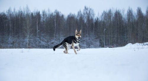 Dog running on snow covered land